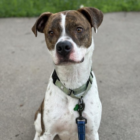 Rooster (Bently), an adoptable Pit Bull Terrier, Rottweiler in Brainerd, MN, 56401 | Photo Image 2