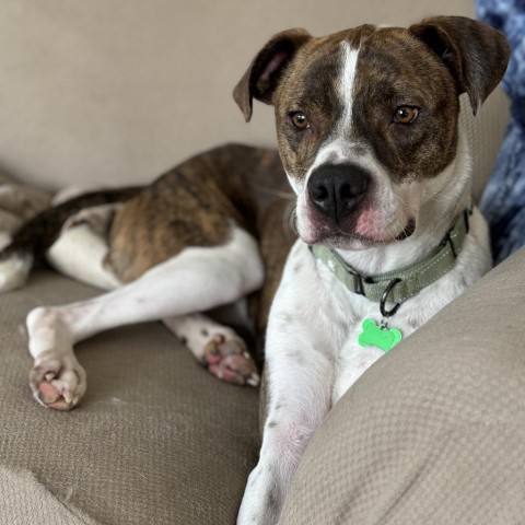 Rooster (Bently), an adoptable American Bulldog in Brainerd, MN, 56401 | Photo Image 3