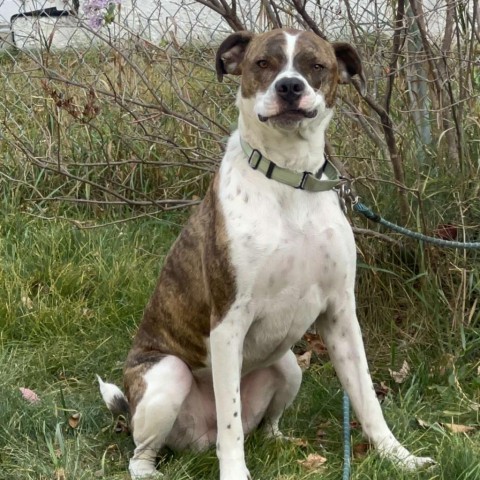 Rooster (Bently), an adoptable Pit Bull Terrier, Rottweiler in Brainerd, MN, 56401 | Photo Image 3