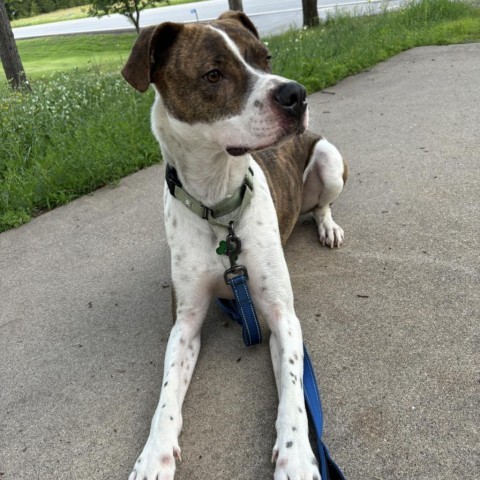 Rooster (Bently), an adoptable American Bulldog in Brainerd, MN, 56401 | Photo Image 4