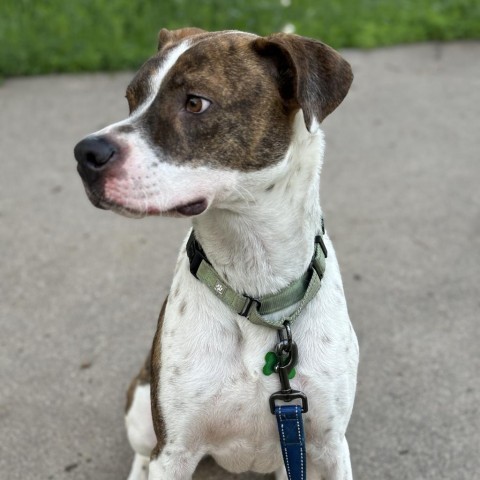 Rooster (Bently), an adoptable American Bulldog in Brainerd, MN, 56401 | Photo Image 5