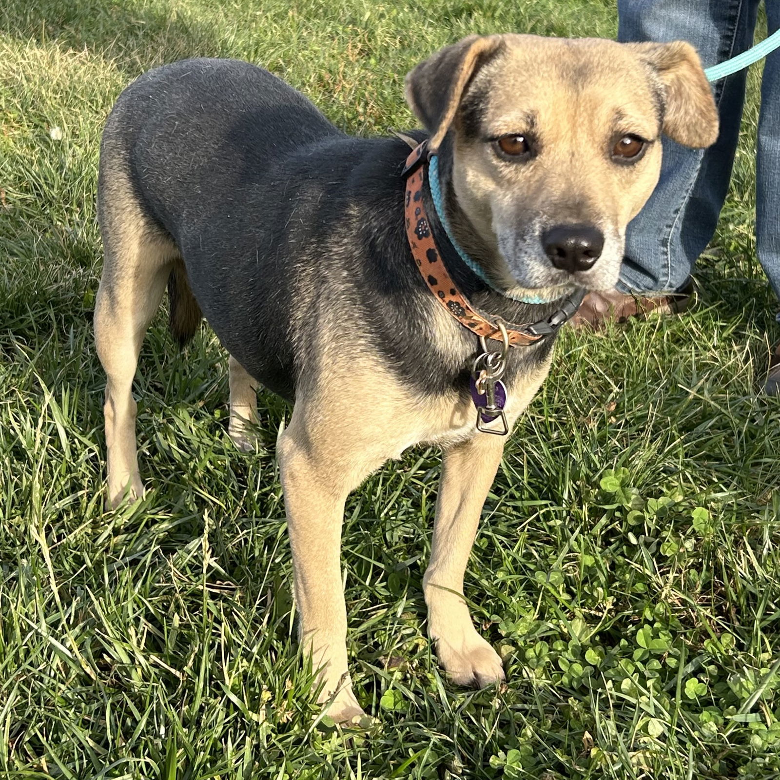 Patsy Puggle, an adoptable Beagle, Pug in Norwood, OH, 45212 | Photo Image 1