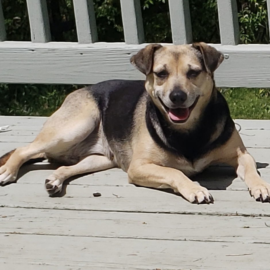 Patsy Puggle, an adoptable Beagle, Pug in Norwood, OH, 45212 | Photo Image 2