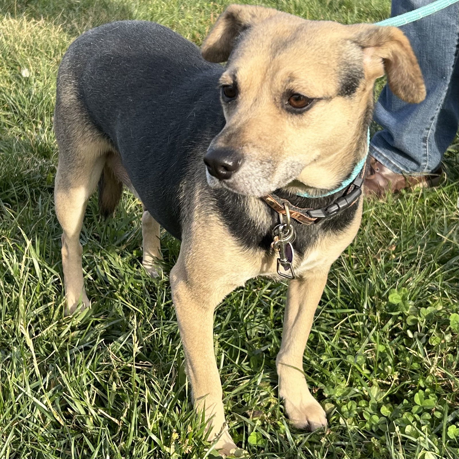 Patsy Puggle, an adoptable Beagle, Pug in Norwood, OH, 45212 | Photo Image 3