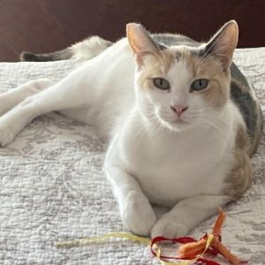 Maeve Domestic Short Hair Cat