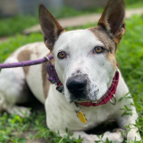 Petra, an adoptable Australian Cattle Dog / Blue Heeler, Mixed Breed in Wadena, MN, 56482 | Photo Image 1