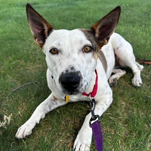 Petra, an adoptable Australian Cattle Dog / Blue Heeler, Mixed Breed in Wadena, MN, 56482 | Photo Image 2