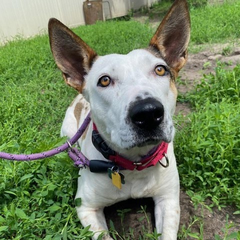 Petra, an adoptable Australian Cattle Dog / Blue Heeler, Mixed Breed in Wadena, MN, 56482 | Photo Image 2