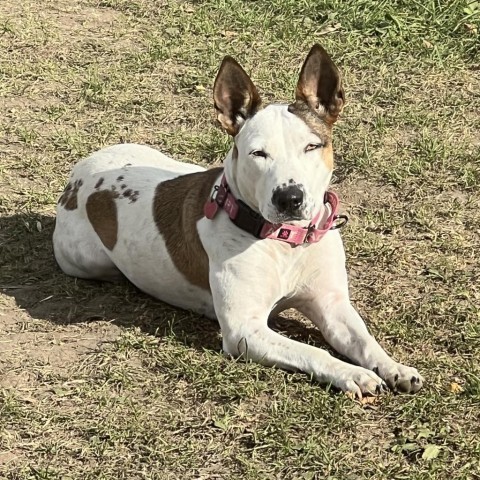 Petra, an adoptable Australian Cattle Dog / Blue Heeler, Mixed Breed in Wadena, MN, 56482 | Photo Image 4