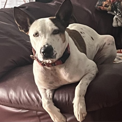 Petra, an adoptable Australian Cattle Dog / Blue Heeler, Mixed Breed in Wadena, MN, 56482 | Photo Image 6