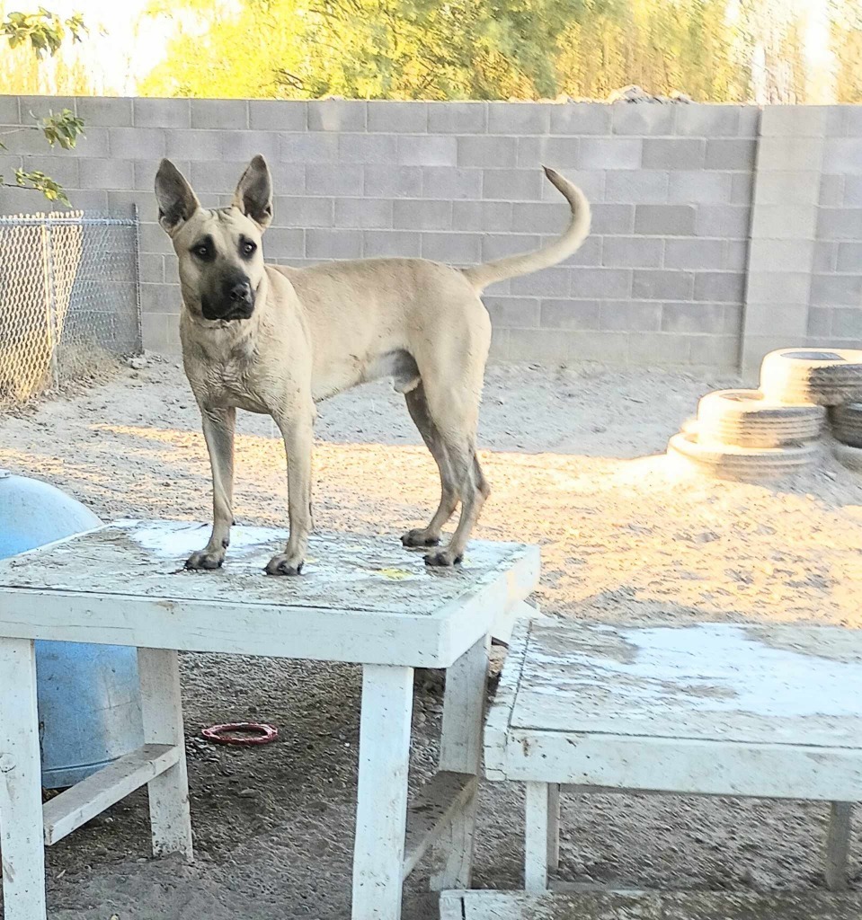 Dunji, an adoptable Black Mouth Cur in Pahrump, NV, 89048 | Photo Image 1