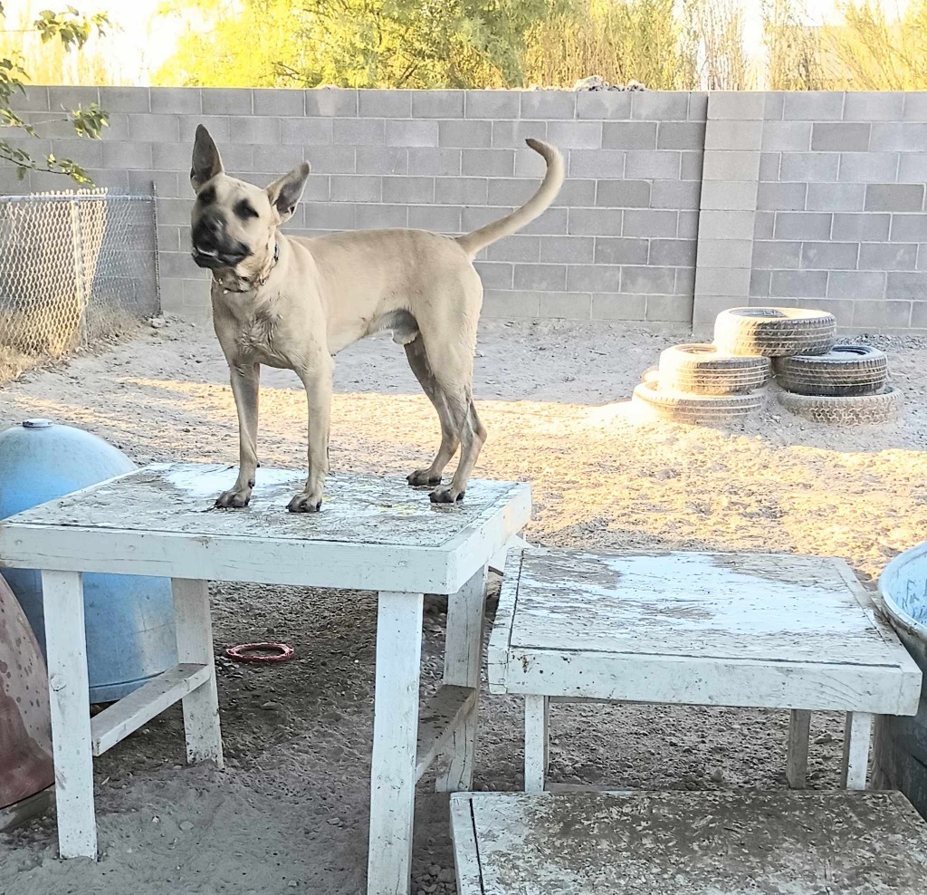 Dunji, an adoptable Black Mouth Cur in Pahrump, NV, 89048 | Photo Image 2