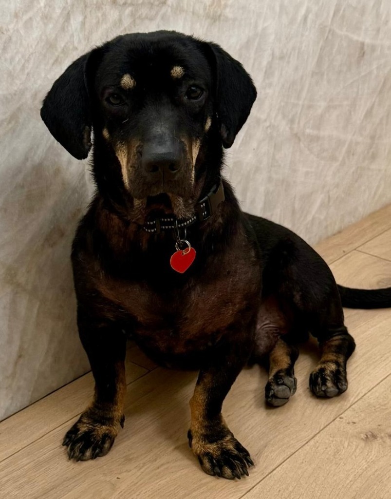 Skipper, an adoptable Mixed Breed in San Juan de Abajo, NAY, 63732 | Photo Image 1