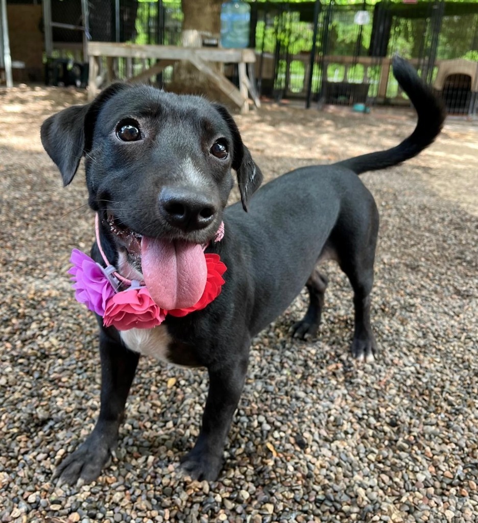 Fabs, an adoptable Mixed Breed in San Juan de Abajo, NAY, 63732 | Photo Image 1