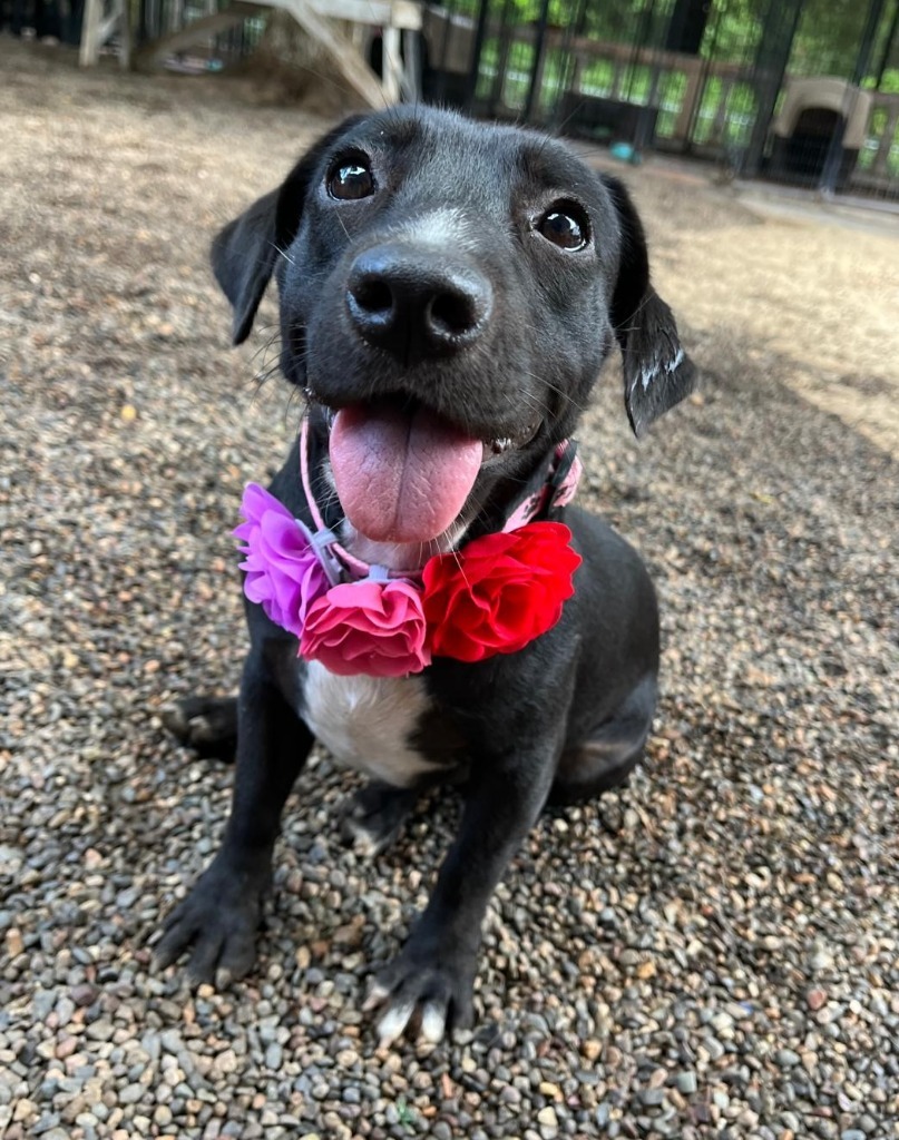 Fabs, an adoptable Mixed Breed in San Juan de Abajo, NAY, 63732 | Photo Image 2