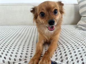 JUNIE Chihuahua Dog