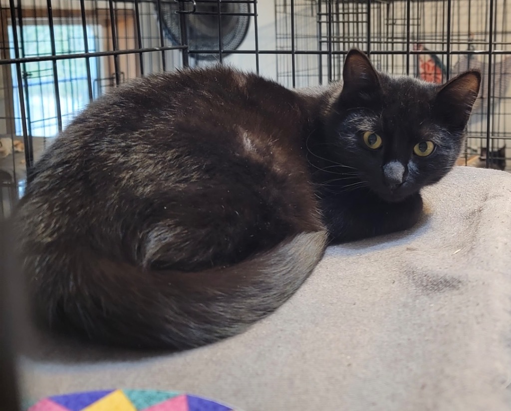 Sly, an adoptable Domestic Short Hair in Thompson Falls, MT, 59873 | Photo Image 1