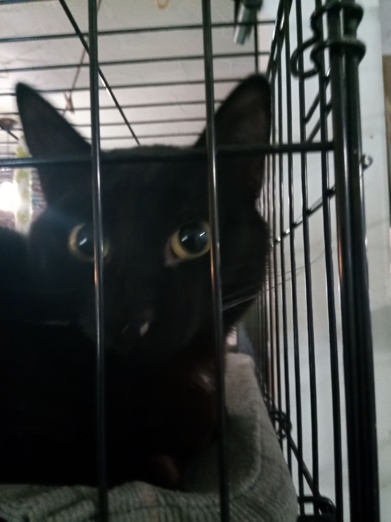 Sly, an adoptable Domestic Short Hair in Thompson Falls, MT, 59873 | Photo Image 2