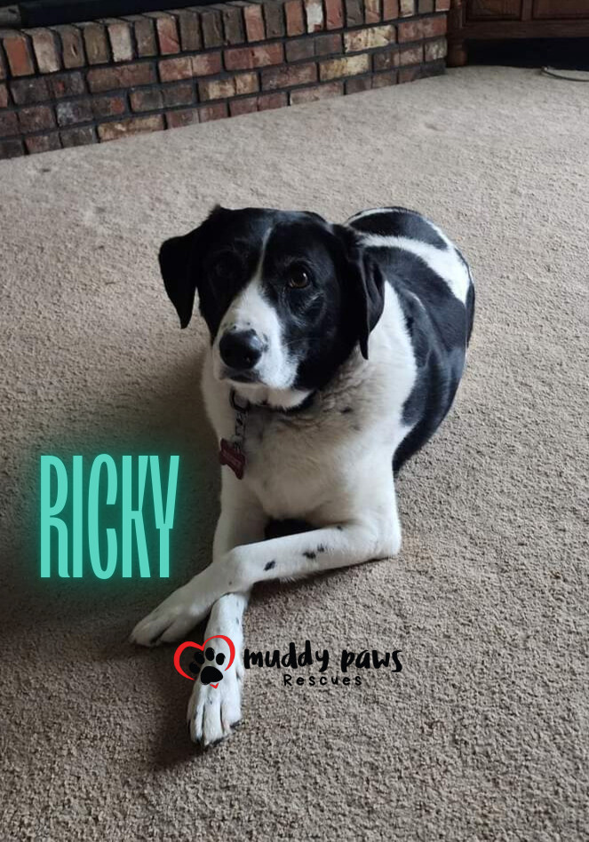 Ricky 2