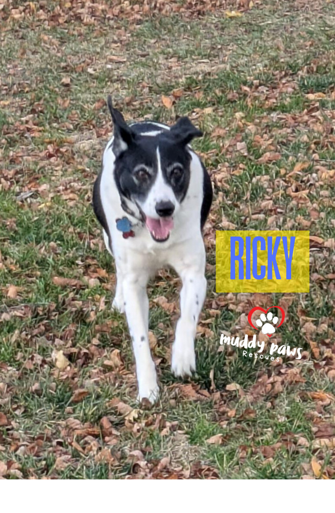 Ricky, an adoptable Pointer in Council Bluffs, IA, 51503 | Photo Image 2