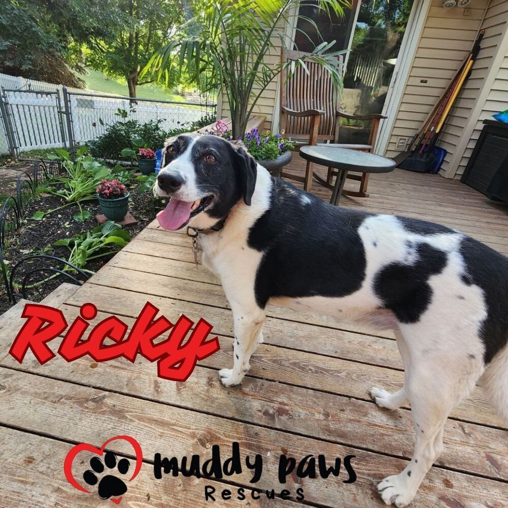 Ricky, an adoptable Pointer in Council Bluffs, IA, 51503 | Photo Image 3