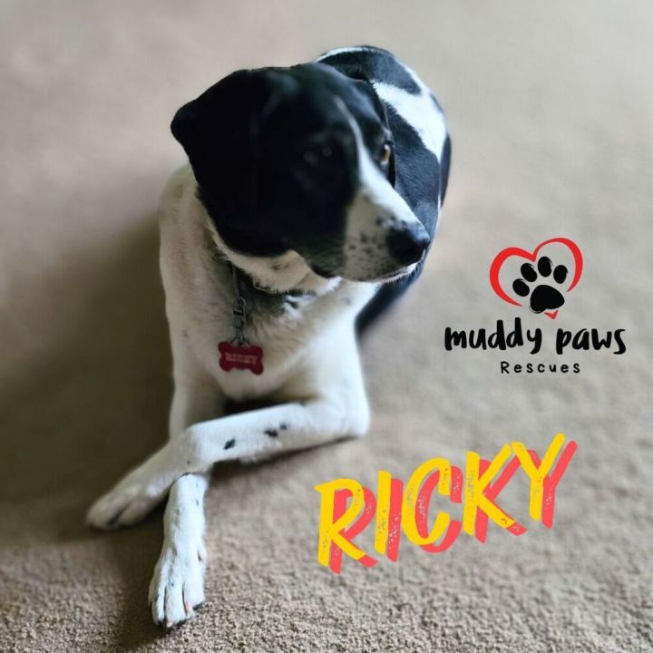 Ricky 4