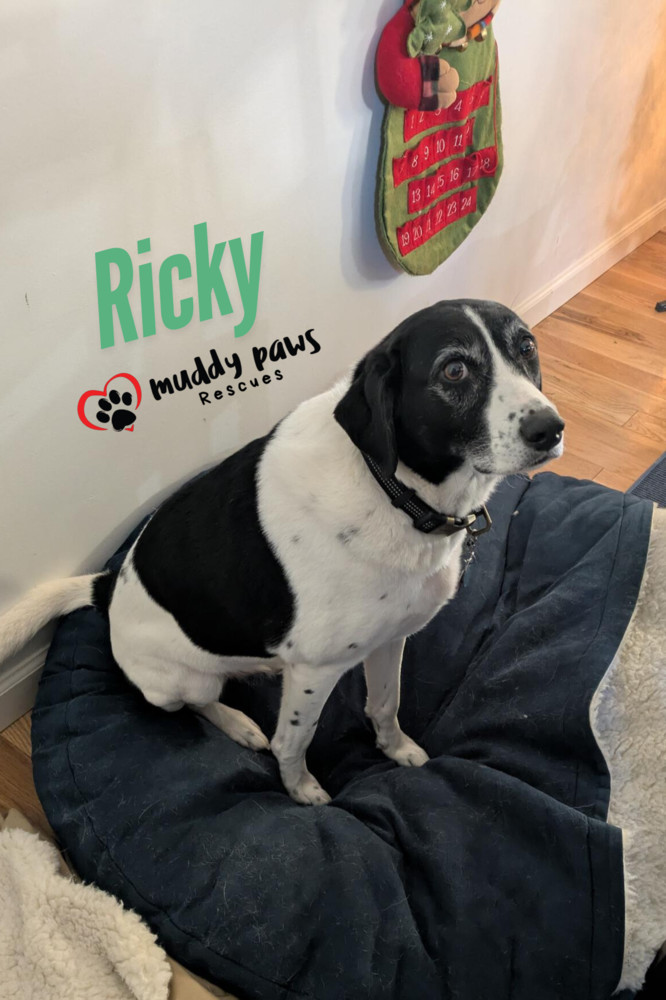 Ricky, an adoptable Pointer in Council Bluffs, IA, 51503 | Photo Image 5