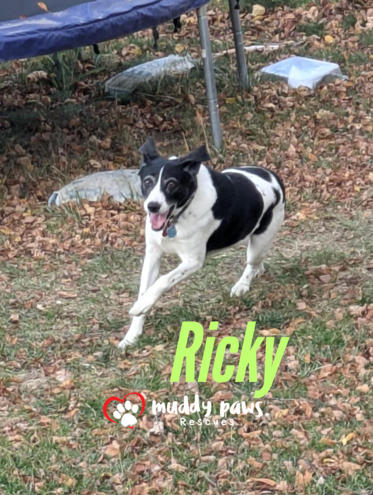 Ricky, an adoptable Pointer in Council Bluffs, IA, 51503 | Photo Image 6