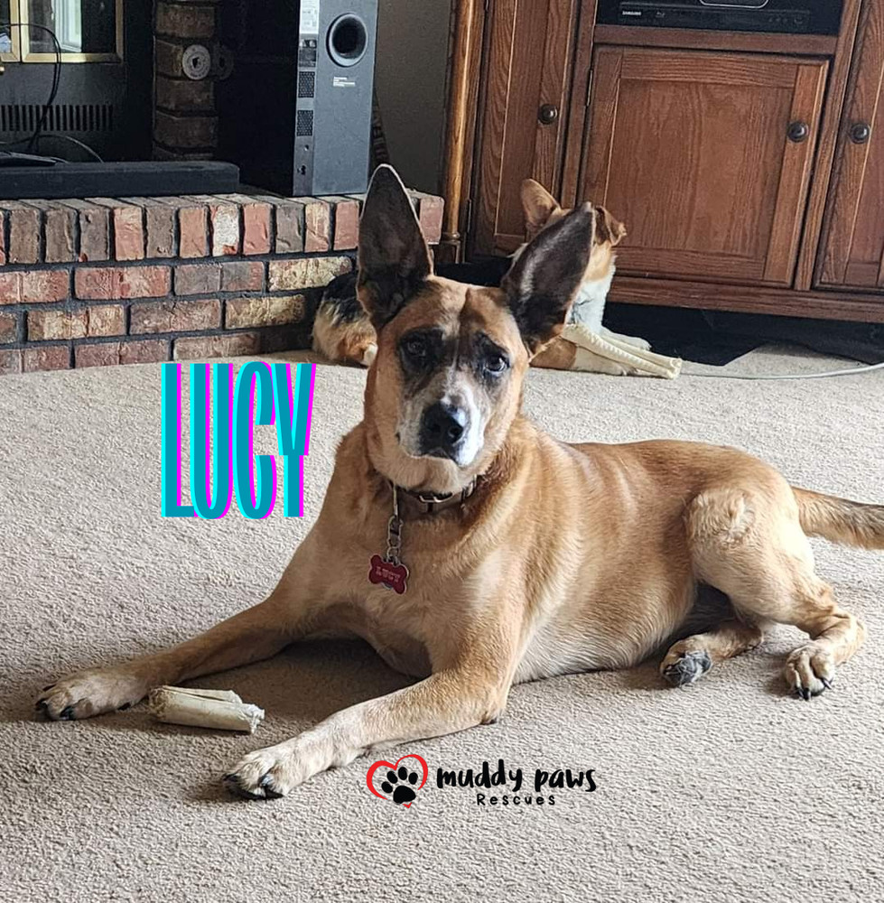 Lucy, an adoptable Australian Cattle Dog / Blue Heeler in Council Bluffs, IA, 51503 | Photo Image 1