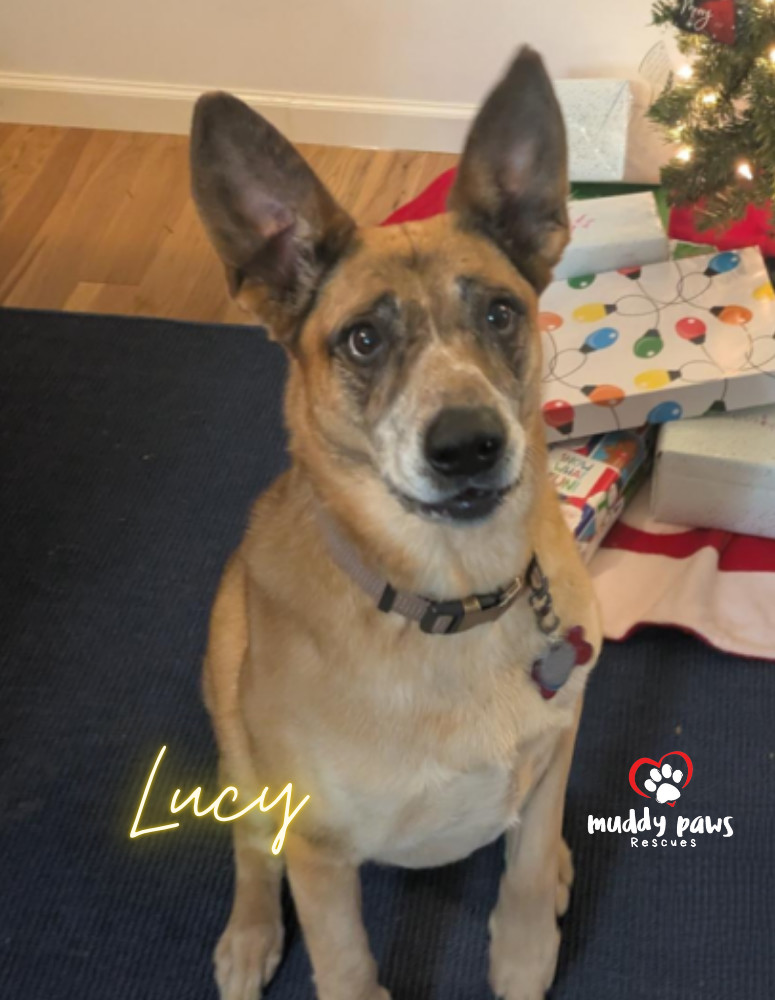 Lucy, an adoptable Australian Cattle Dog / Blue Heeler in Council Bluffs, IA, 51503 | Photo Image 1