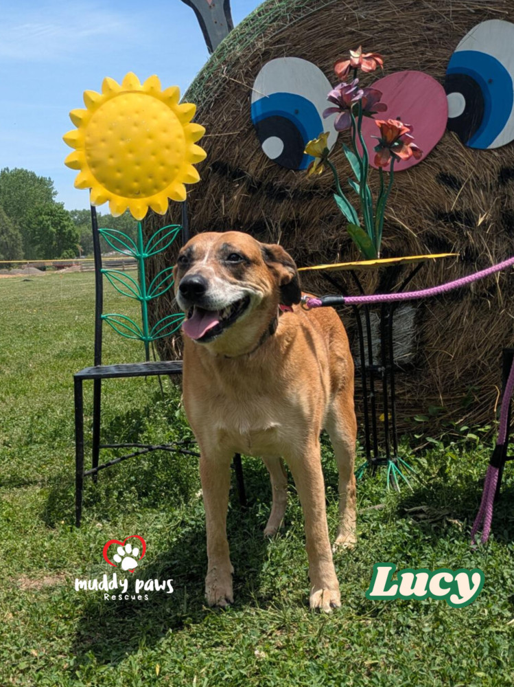 Lucy, an adoptable Australian Cattle Dog / Blue Heeler in Council Bluffs, IA, 51503 | Photo Image 1