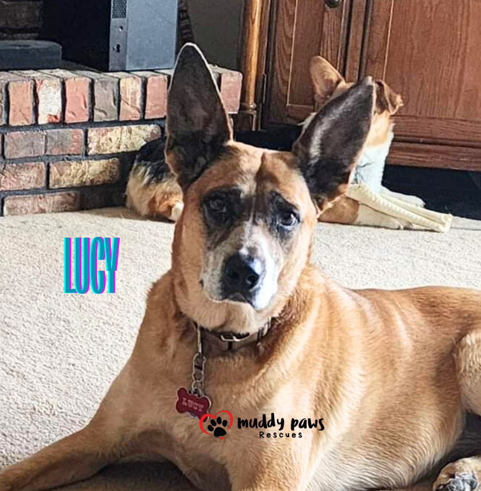 Lucy, an adoptable Australian Cattle Dog / Blue Heeler in Council Bluffs, IA, 51503 | Photo Image 2