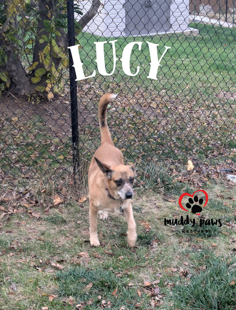 Lucy, an adoptable Australian Cattle Dog / Blue Heeler in Council Bluffs, IA, 51503 | Photo Image 4