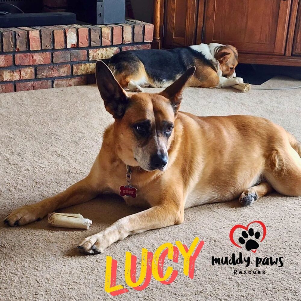 Lucy, an adoptable Australian Cattle Dog / Blue Heeler in Council Bluffs, IA, 51503 | Photo Image 5
