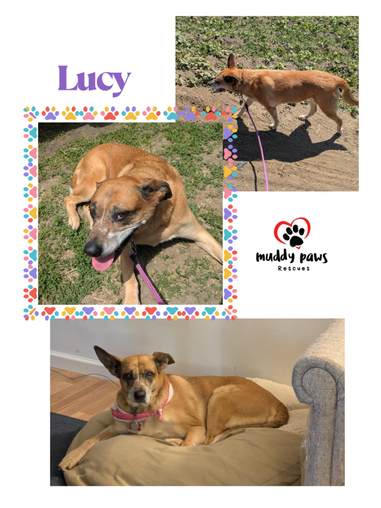 Lucy, an adoptable Australian Cattle Dog / Blue Heeler in Council Bluffs, IA, 51503 | Photo Image 5