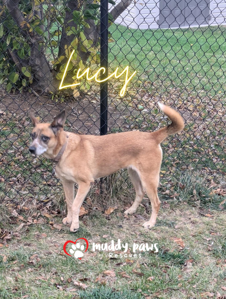 Lucy, an adoptable Australian Cattle Dog / Blue Heeler in Council Bluffs, IA, 51503 | Photo Image 6