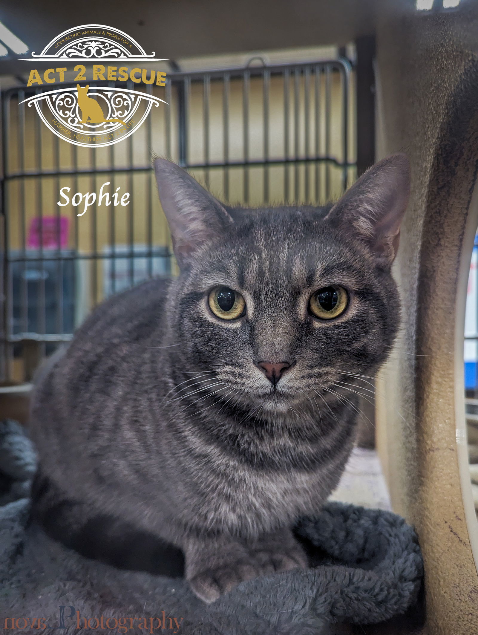 Sophie