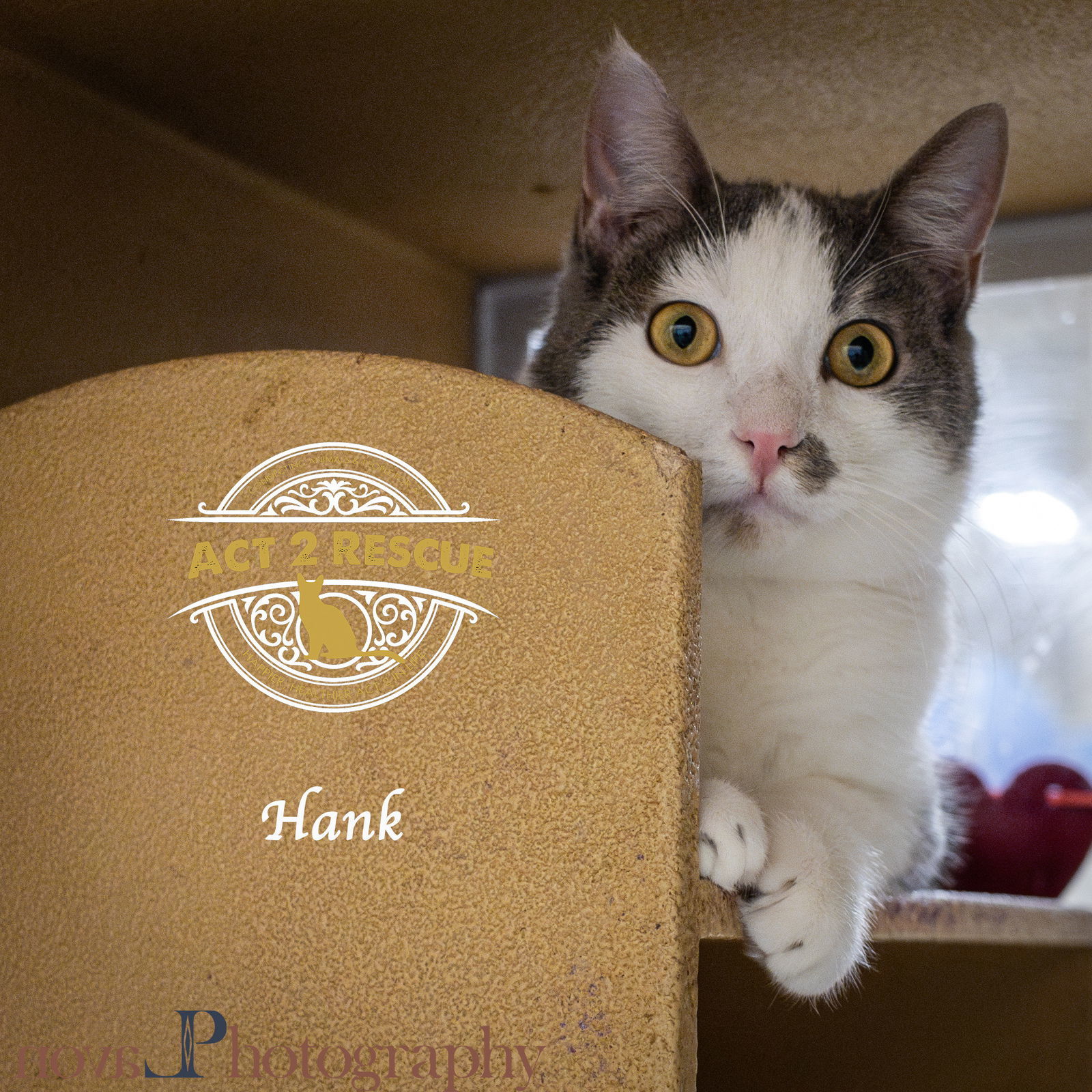 Hank 2