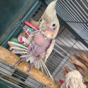 Chiquita, Adult Unknown Cockatoo
