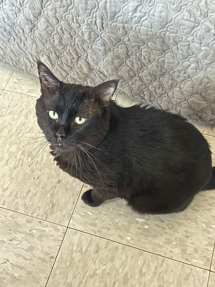 Yoshi, an adoptable Domestic Short Hair in McPherson, KS, 67460 | Photo Image 1