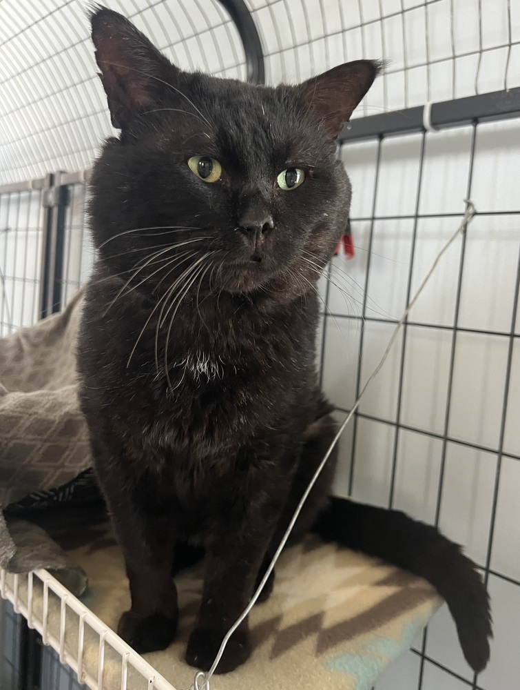 Yoshi, an adoptable Domestic Short Hair in McPherson, KS, 67460 | Photo Image 3