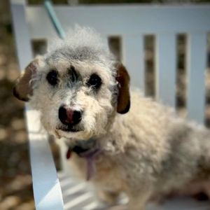 Eddie James is a charming 35-year-old Schnauzer mix with a heart as big as his personality Weighin