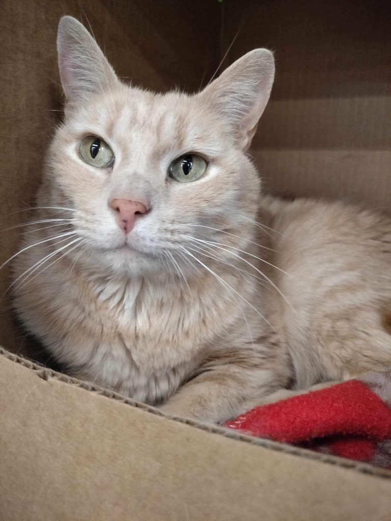 Milo, an adoptable Domestic Short Hair in Ogden, UT, 84409 | Photo Image 1