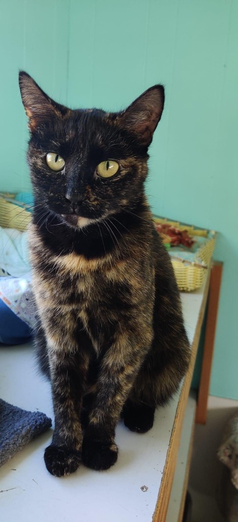 Mama Angel, an adoptable Domestic Short Hair in Ogden, UT, 84409 | Photo Image 1