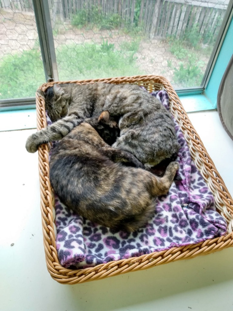 Mama Angel, an adoptable Domestic Short Hair in Ogden, UT, 84409 | Photo Image 2