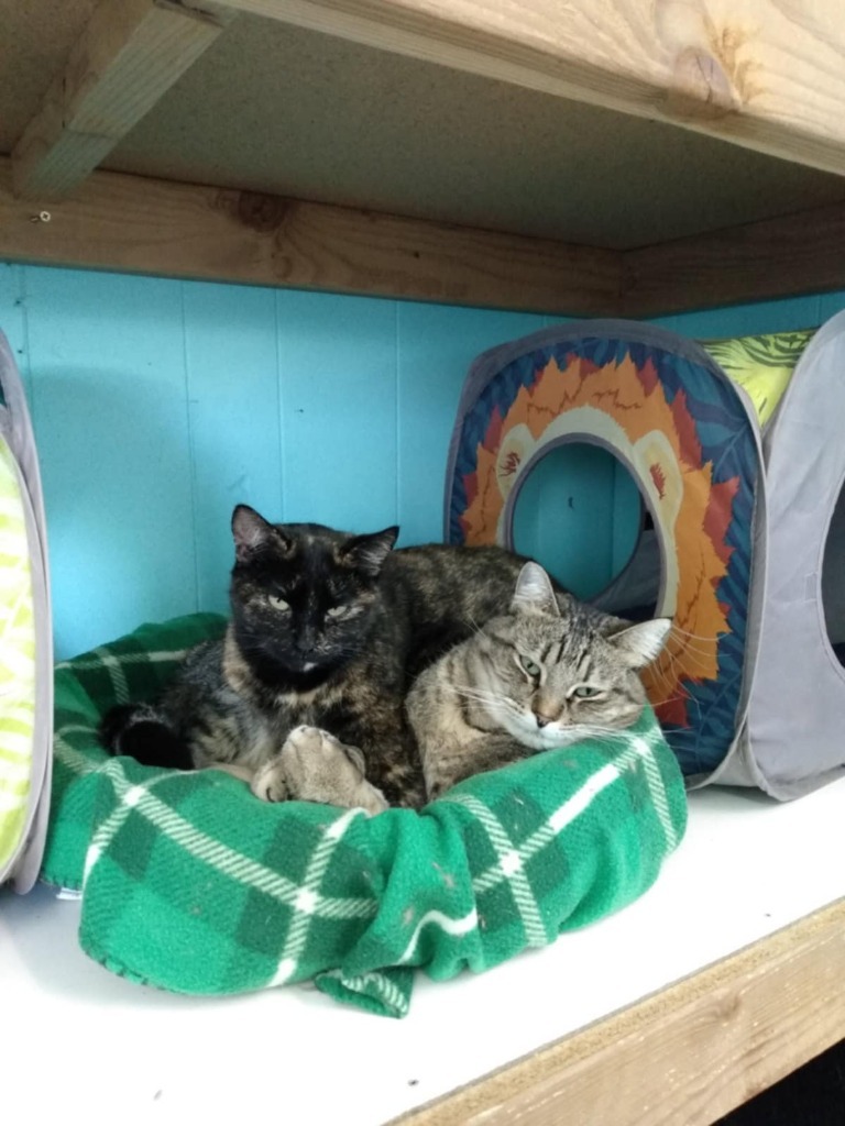 Mama Angel, an adoptable Domestic Short Hair in Ogden, UT, 84409 | Photo Image 3