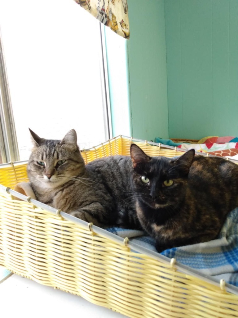 Mama Angel, an adoptable Domestic Short Hair in Ogden, UT, 84409 | Photo Image 4