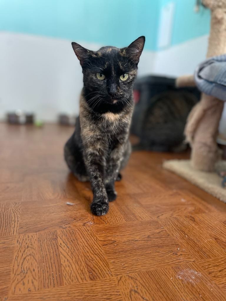 Mama Angel, an adoptable Domestic Short Hair in Ogden, UT, 84409 | Photo Image 6