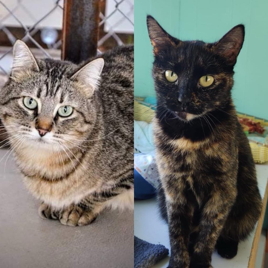 Mama Angel, an adoptable Domestic Short Hair in Ogden, UT, 84409 | Photo Image 6