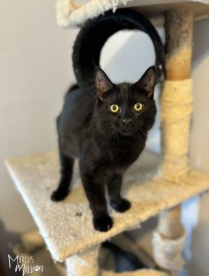 Meet Ferb a stunning black kitten with a big personality described by his fost